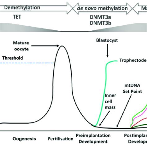 The Regulation Of Mtdna Copy Number During Development In Primordial