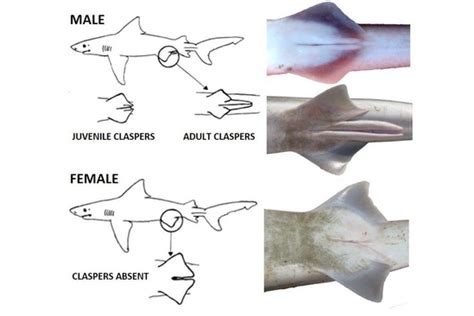 Shark Bits Shark Reproduction Ufifas Extension Sarasota County