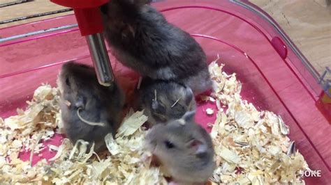 Hamster Mating 햄스터 짝짓기를 새끼 한테 짝짖기1부 Youtube