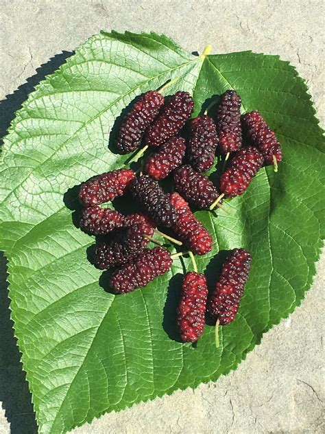 Illinois Everbearing Mulberry - Trees of Joy