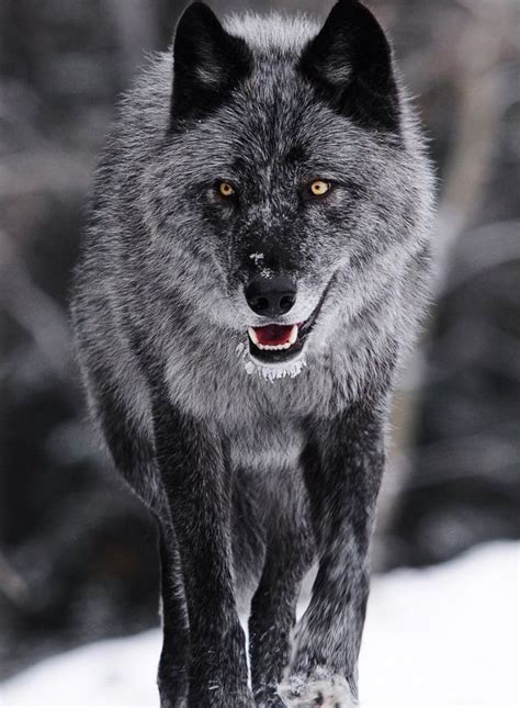 Smoke Grey Wolf Black Wolf Grey Wolf Wolf Pictures