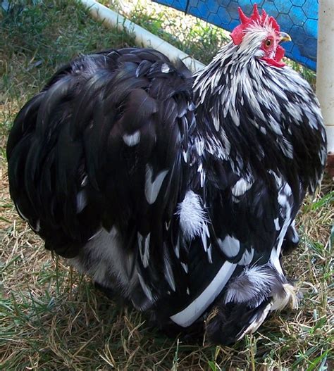 Maybe you would like to learn more about one of these? Murray McMurray Hatchery - Photo Gallery Detail