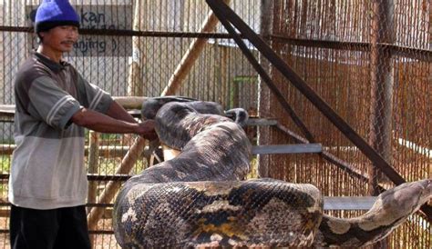 Woman Swallowed Whole By Python News Without Politics