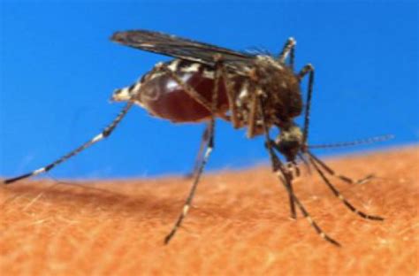 Tiger Mosquito 18 Departments On Red Alert Ace Mind