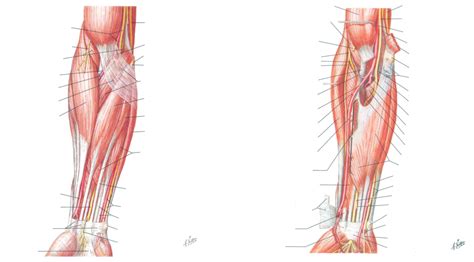 Muscles Of Forearm Superficial And Intermediate Layers Anterior View