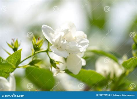 White Jasmine Flowers On A Bush Jasmine Branch Close Up Stock Photo