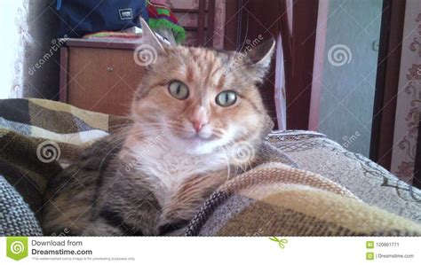 Funny Cat On Bed Stock Image Image Of Haha Funny Super 120861771