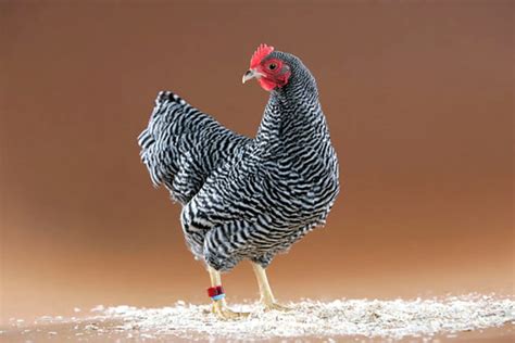 Sex Linked Chickens Mandj Youth Farms