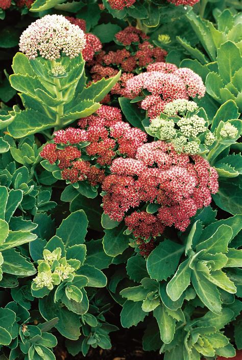 Native and easy to grow! 24 Hardy Perennials That Will Add Color to Your Garden ...