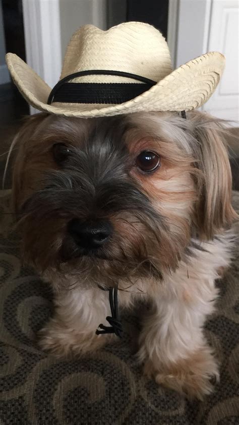 Be Still Picture Video Cute Pictures Cowboy Hats Aww Puppies Turn