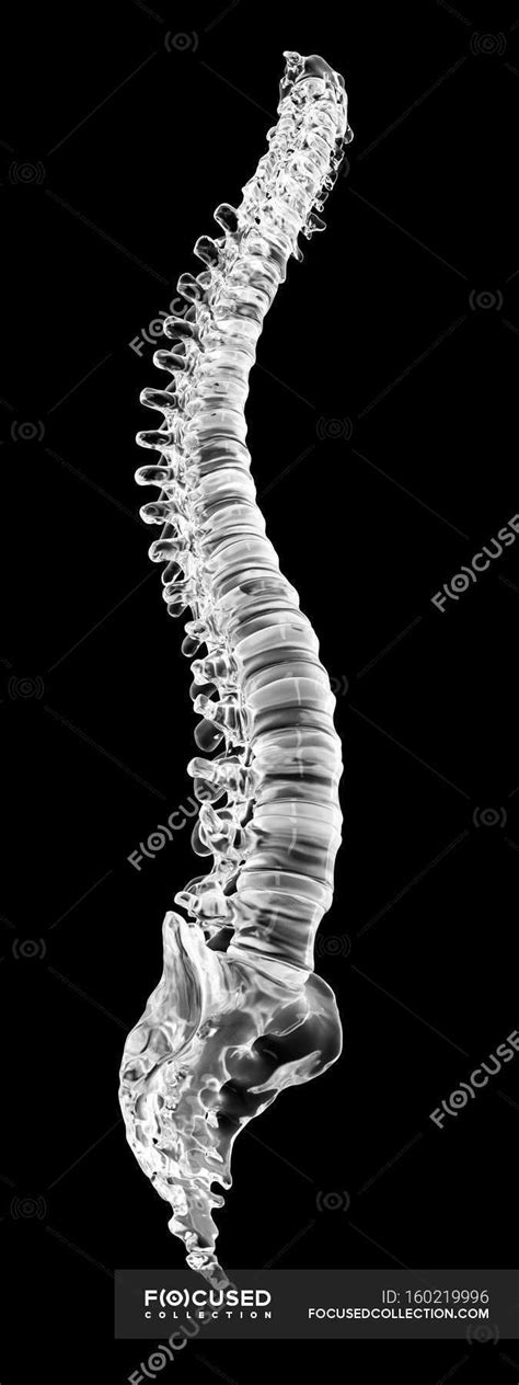 Visual Render Of Human Spine — Skeletal System Normal Stock Photo