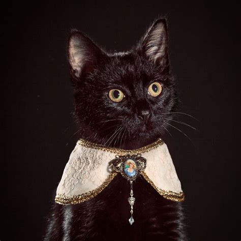 Fancy Cats Cat Collars Cat Aesthetic