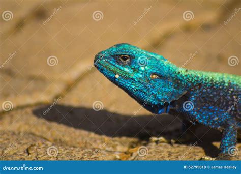 Blue Head Agama Lizard Stock Photo Image Of Animals 62795818