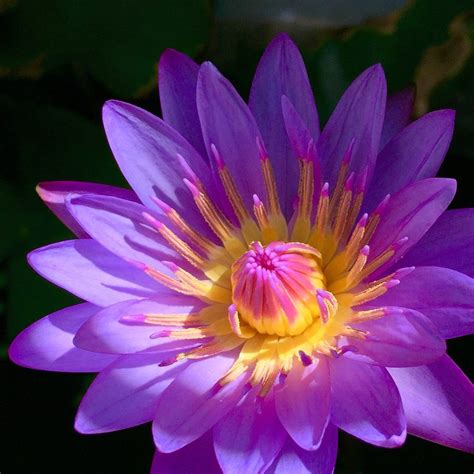 Check spelling or type a new query. One of the many types of #lotus #flower here at FLOATING L ...