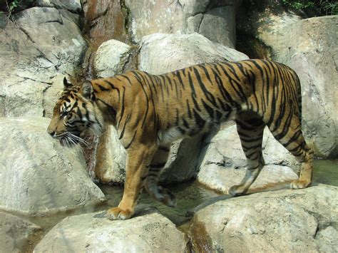 Filesumatran Tiger 006