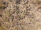 Grass Termites Pictures