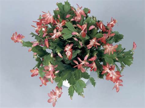 Do you know which holiday cactus you have? Christmas cactus and care advice | Garden | Life & Style ...