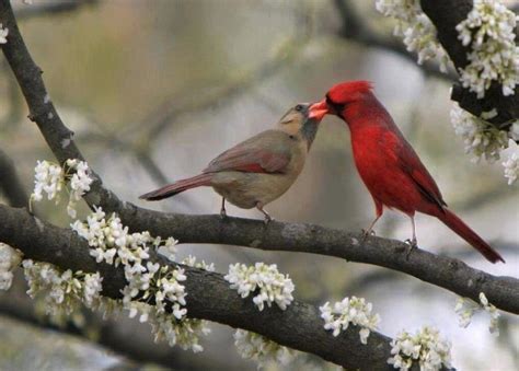 Cardinal Kiss Bird Watcher Cardinal Birds All Birds Nature Birds