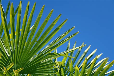 Palm Branches Blue Stone City
