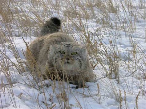 It is also worth noting that at the present time this species are not well understood, so open questions regarding the manul, scientists observed in a large number. Pallas's cat (Otocolobus manul), also called the manul, is ...