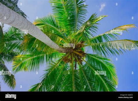 Coconut Palm Tree On Blue Sky Background Stock Photo Alamy
