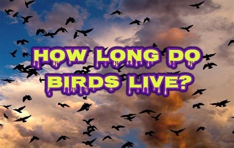 Many factors affect how many years a wild bird may live. How Long Do Birds Live? Lifespan of Birds - Wondersify