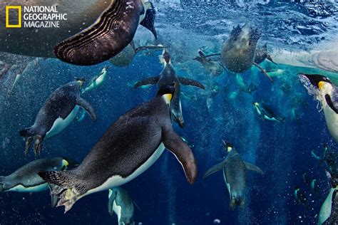 Amazing Penguin Photos From National Geographic Emperor Penguin