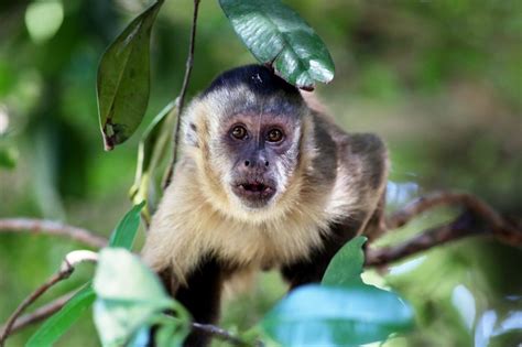 Capuchin Monkey As A Pet Cost To Get One And Do They Make