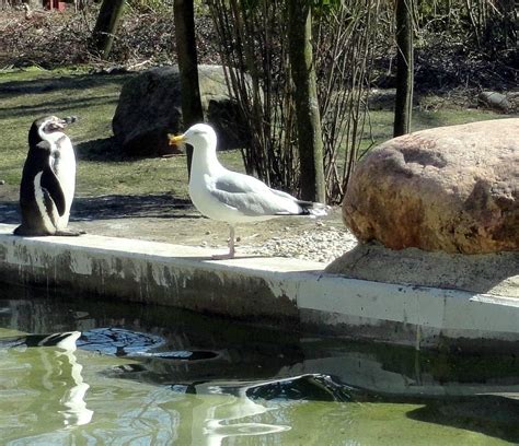 Tierpark Neumünster Aktuell Für 2023 Lohnt Es Sich Mit Fotos
