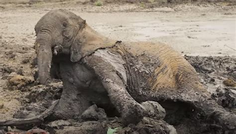 Elephants Rescued From Mud Caused By Drought At Kenyan Dam Site