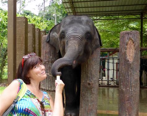 Within the krau wildlife reserve. Kuala Gandah Elephant Sanctuary (Pahang, Maleisië ...