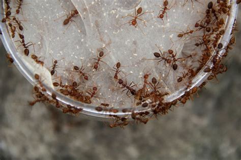 La prima cosa che viene in mente, quando si individuano questi insetti in casa, in giardino insetti nella dispensa: Rimedi naturali contro le formiche metodi pratici per ...