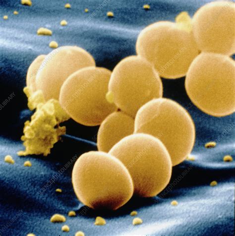 Sem Of Staphylococcus Aureus Bacteria Stock Image B2340073