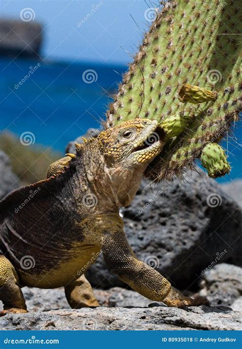 The Land Iguana Eats A Cactus The Galapagos Islands Pacific Ocean