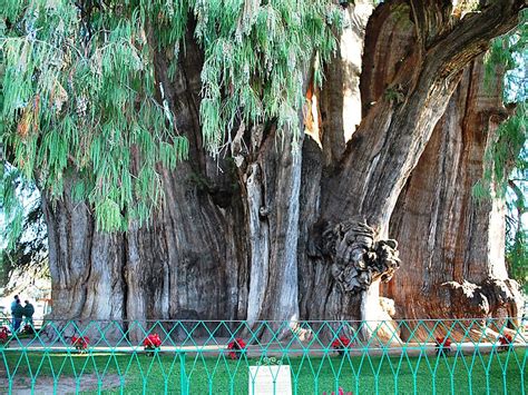 The Tree Of Tule In Oaxaca Mexico Sygic Travel