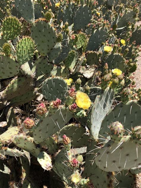 Prickly Pear Cacti Stock Photo Image Of Flowers Nature