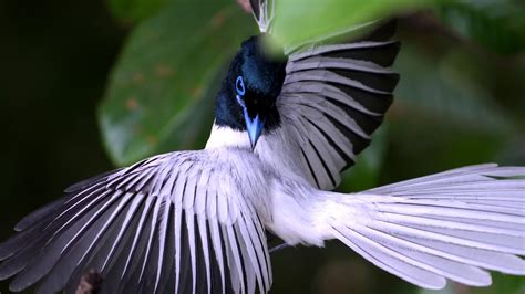 asian paradise flycatcher youtube