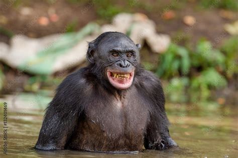 Chimpanzee Bonobo In The Water With Pleasure And Smiles Bonobo Standing In Water Looks For The