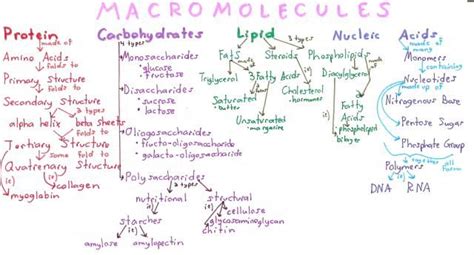 Macromolecules Worksheet Biochemistry 8 Answer Key Thekidsworksheet