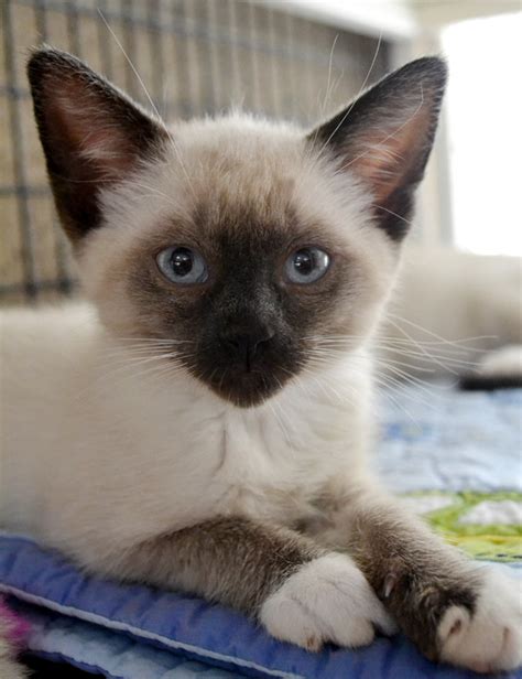 Siamese are really a breed unlike any other. Siamese Cat Rescue San Diego - British Shorthair