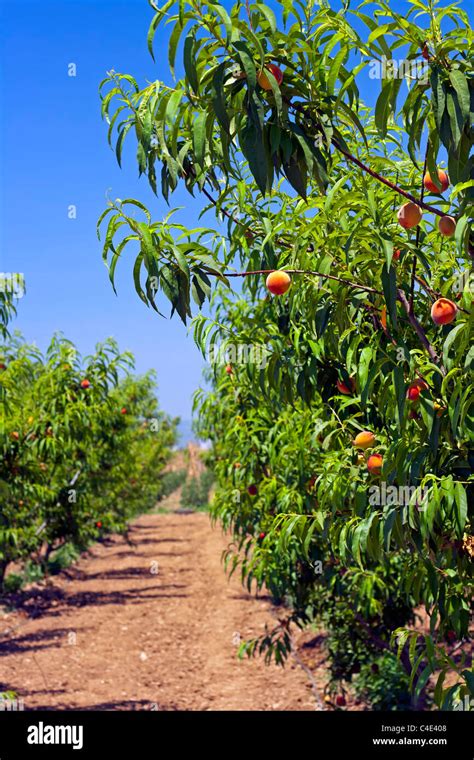 Peach Orchard In Early Summer Stock Photo Alamy