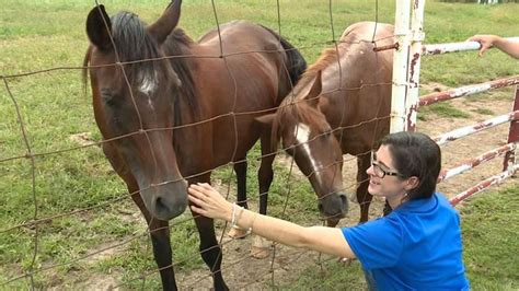 Equine Therapy Helps Those Battling Ptsd