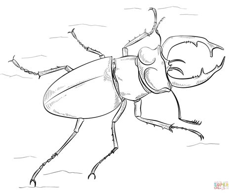 stag beetle page coloring pages