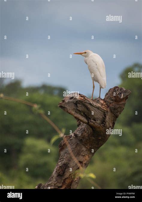 Cattle Egret Perched On Tree Trunk Side View Of White Bird With Yellow