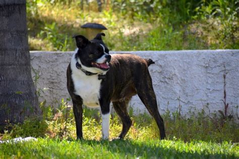 Bochi Boston Terrier And Chihuahua Mix Dog Breed Pictures Care Guide