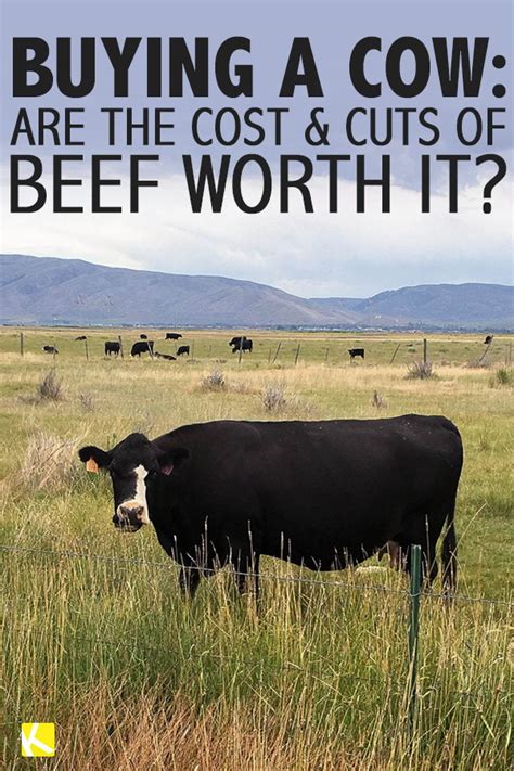 How much meat from a cow. Buying a Cow: Are the Cost and Cuts of Beef Worth It ...