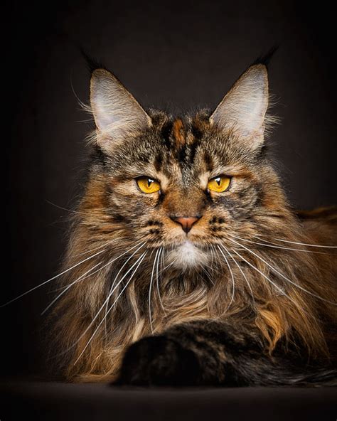 65 Breathtaking Pictures Of Maine Coons The Largest Cats In The World