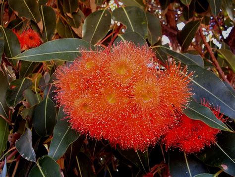 Eucalyptus Ficifolia Western Australian Flowering Gum Mallee Native