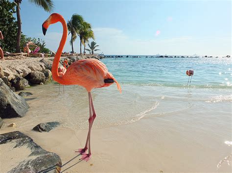 Hopetaft Flamingo Beach Aruba Resorts