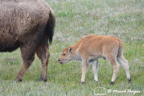 Marcel Huijser Photography Rocky Mountain Wildlife Newborn Bison